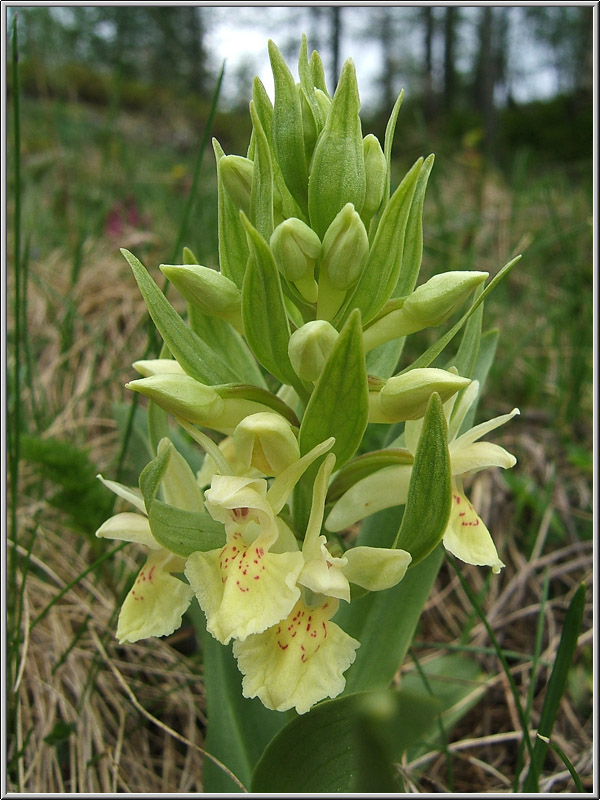 Safari botanico all''Alpe Devero